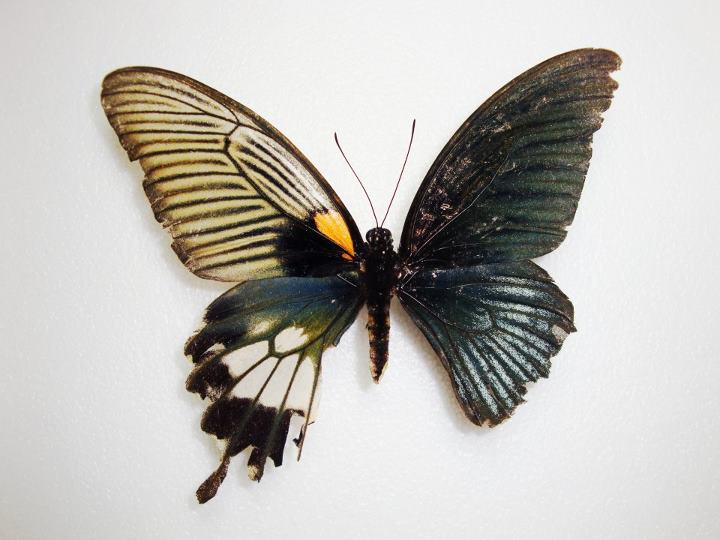 Papilio unid (gynandromorph) (Internet Image property of respective owner, non-commercial use only)